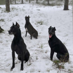 Trois Canis Panther assis dans la neige 