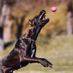 Un Canis Panther de pelage noir sautant pour récupérer une balle