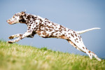 Une femelle Dalmatien en train de sauter dans l'herbe
